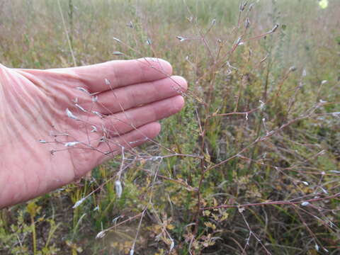 Image of Thalictrum squarrosum Stephan ex Willd.