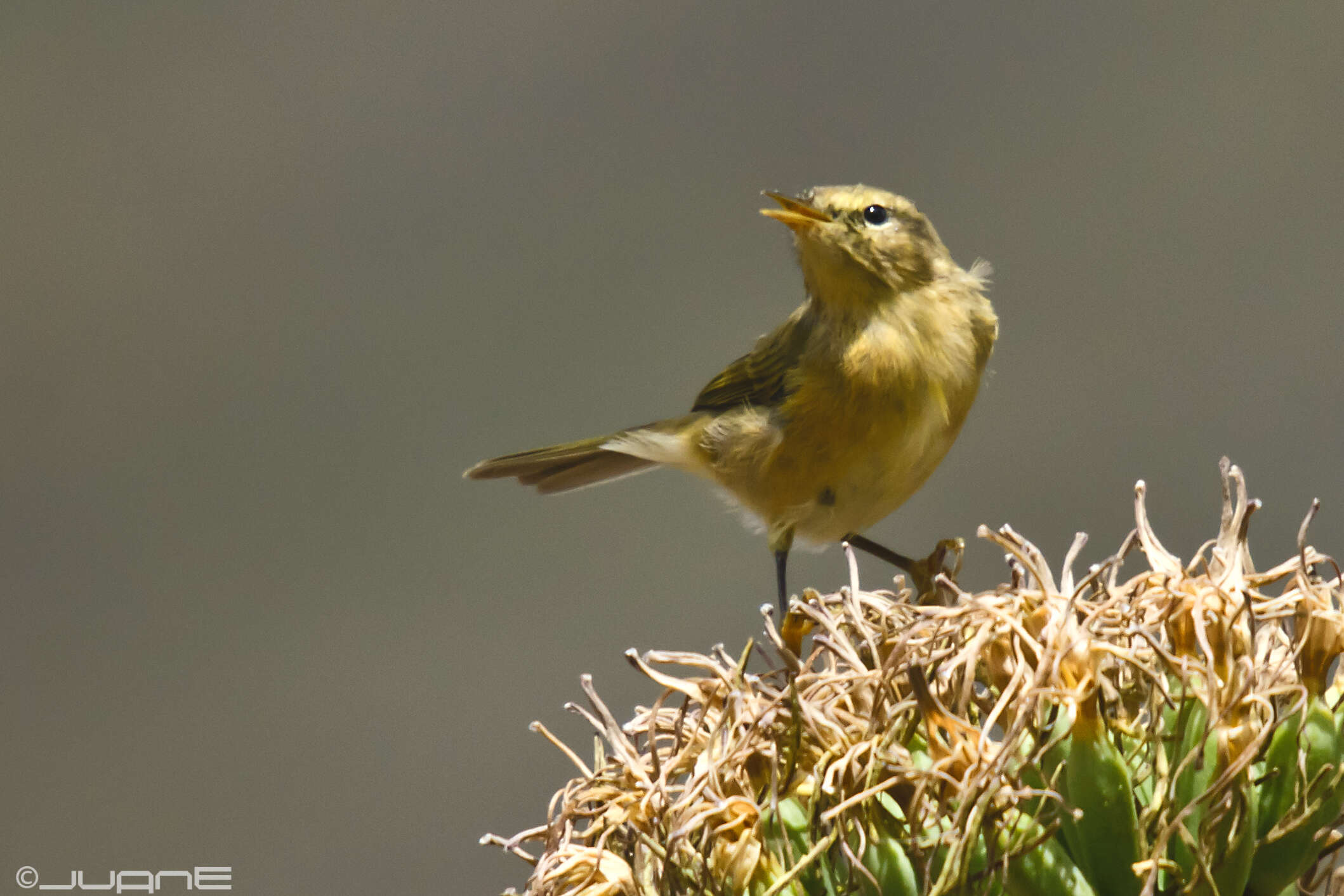 Слика од Phylloscopus canariensis (Hartwig 1886)