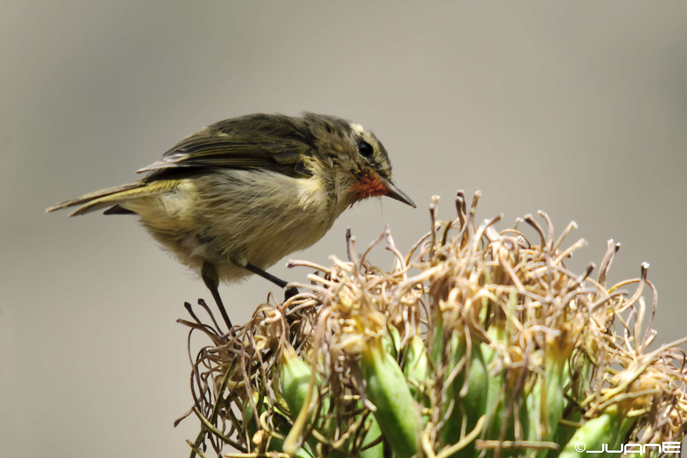 Image of Canary Islands Chiffchaff