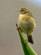 Image of Canary Islands Chiffchaff