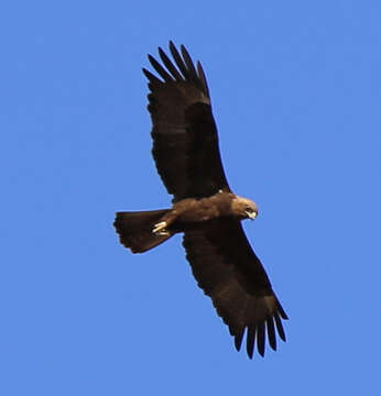 Image of Wahlberg's Eagle