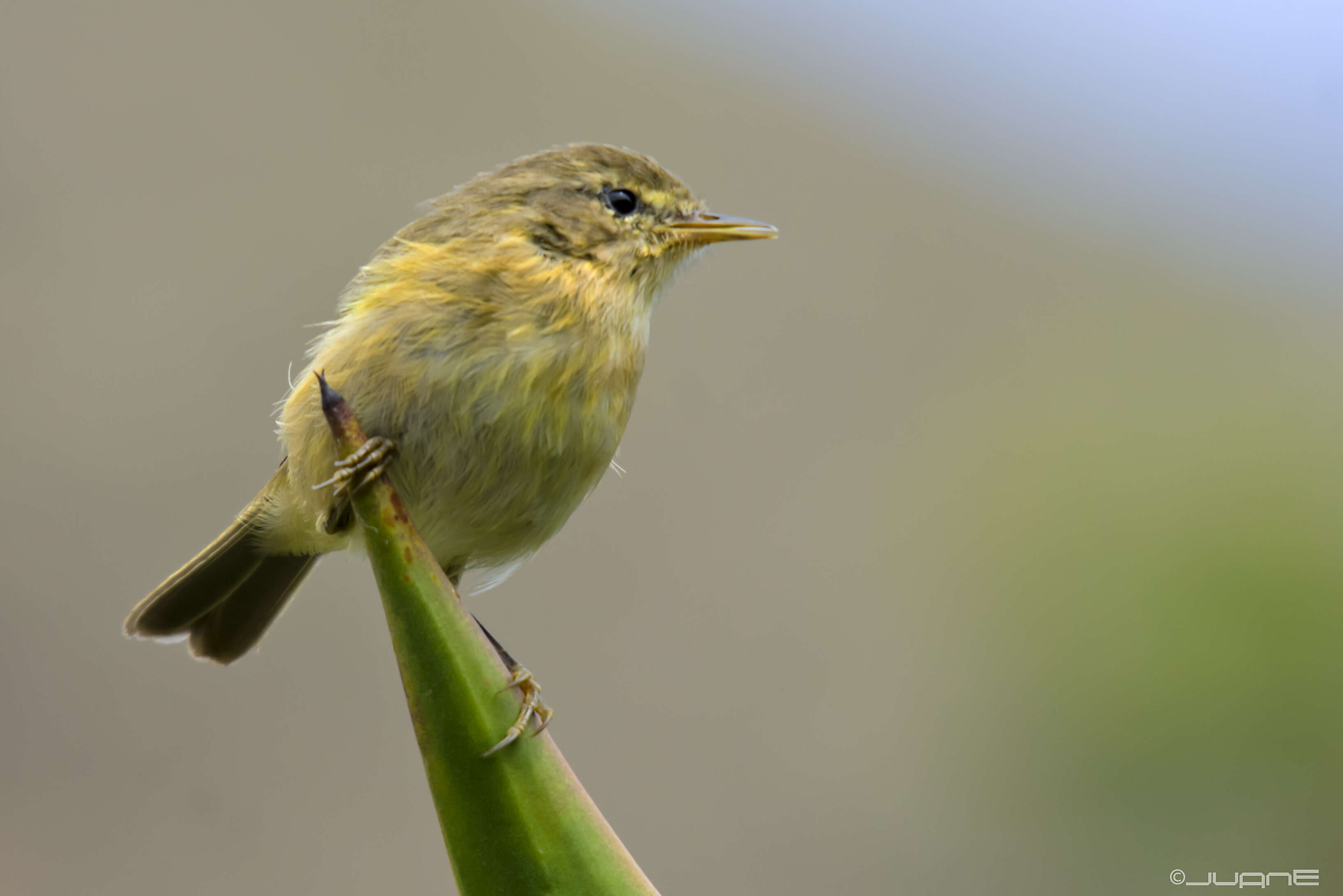 Слика од Phylloscopus canariensis (Hartwig 1886)