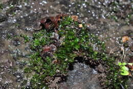 Image of crumia moss