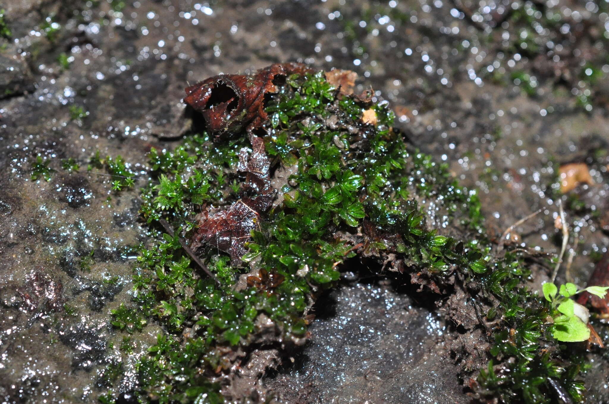 Image of crumia moss