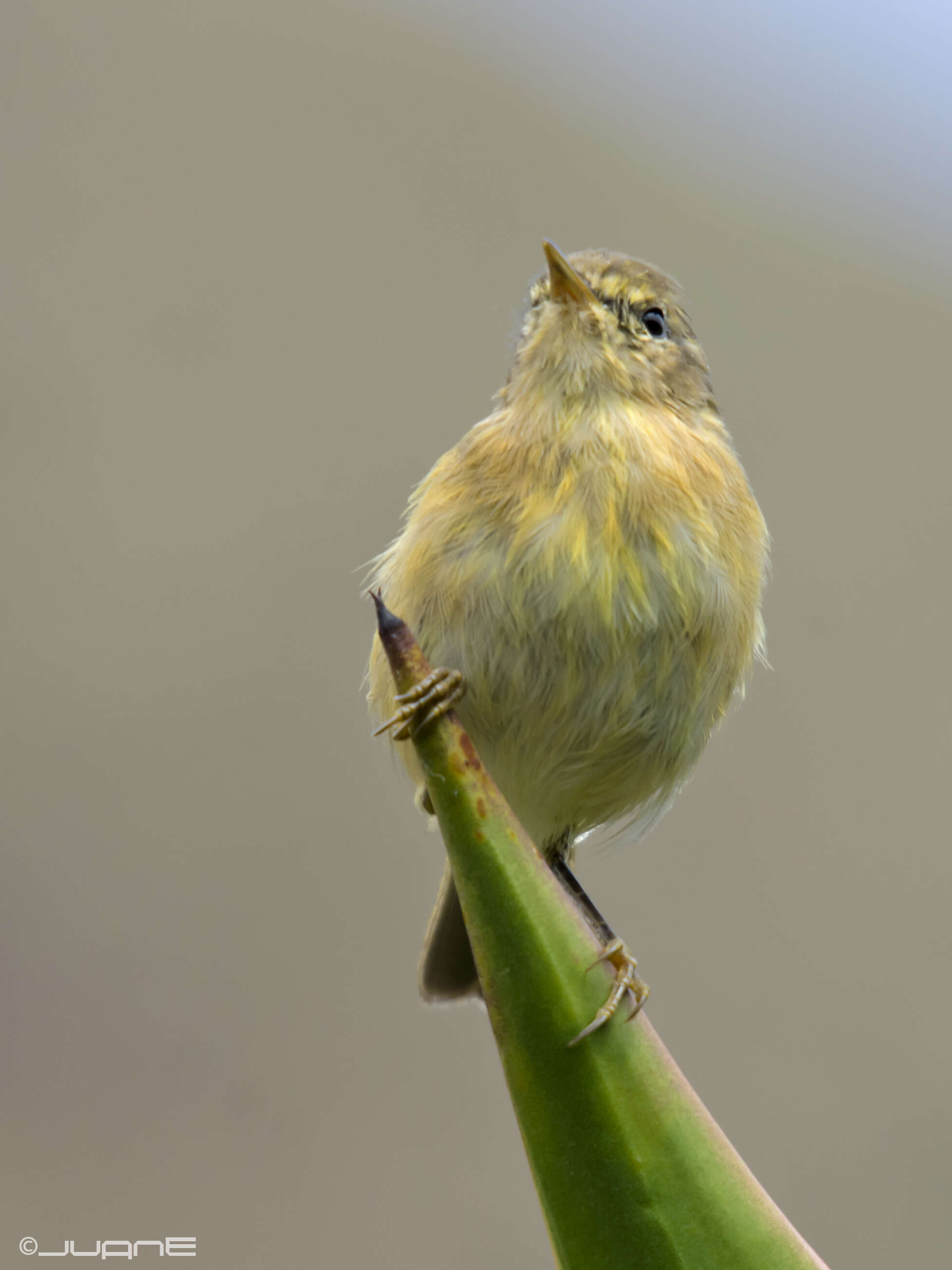 Слика од Phylloscopus canariensis (Hartwig 1886)