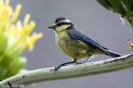 Image of African Blue Tit