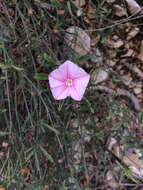 Convolvulus cantabrica L.的圖片