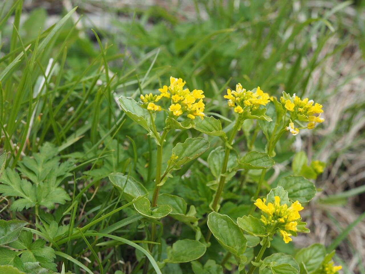 Sivun Draba japonica Maxim. kuva