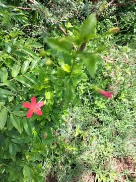 Hibiscus praeteritus R. A. Dyer的圖片