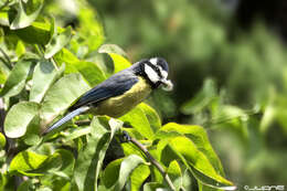 Image of African Blue Tit