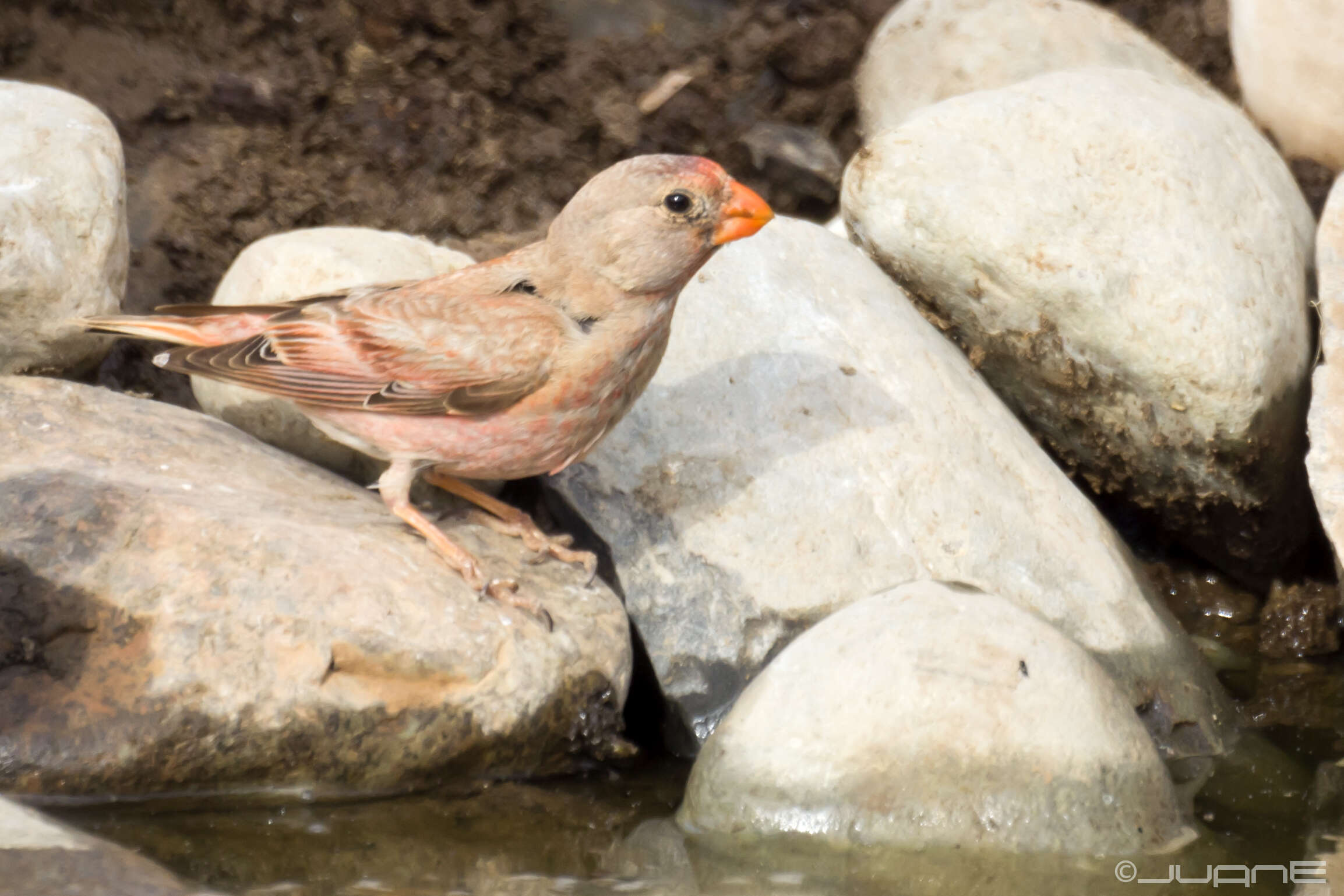 Image of Trumpeter Finch