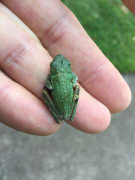 Litoria fallax (Peters 1880)的圖片