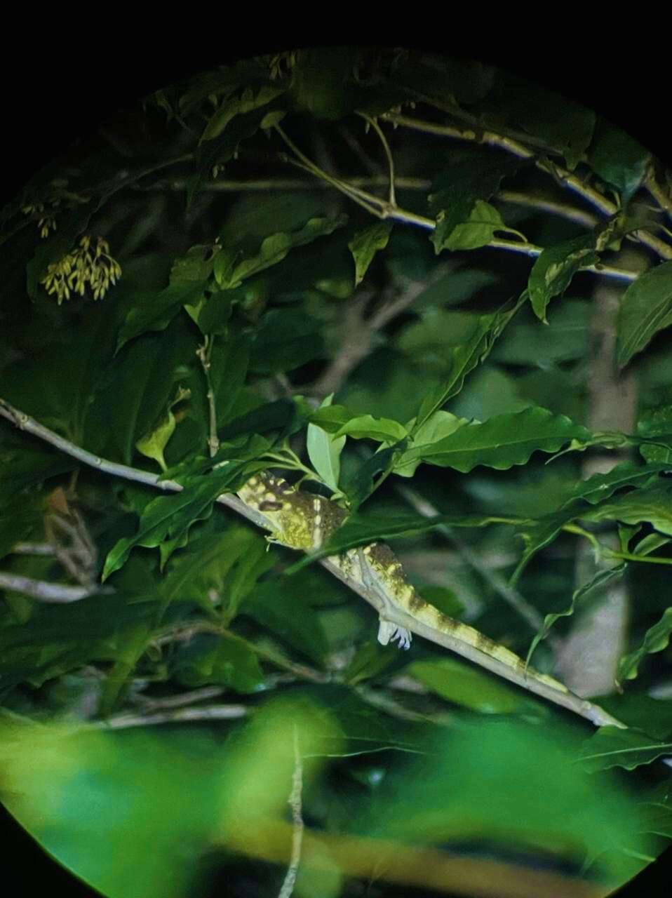 Image of Decorated Anole