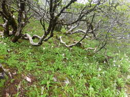 Plancia ëd Primula obliqua W. W. Sm.