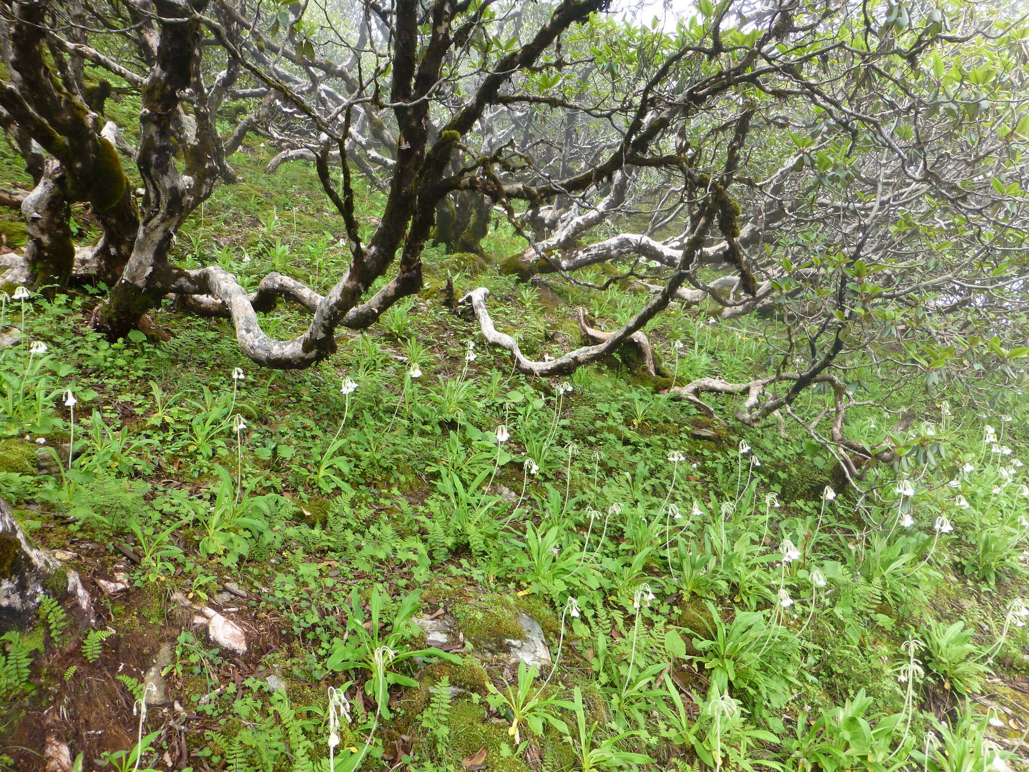 Plancia ëd Primula obliqua W. W. Sm.