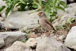 Image of Trumpeter Finch