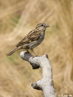 Image of Spanish Sparrow