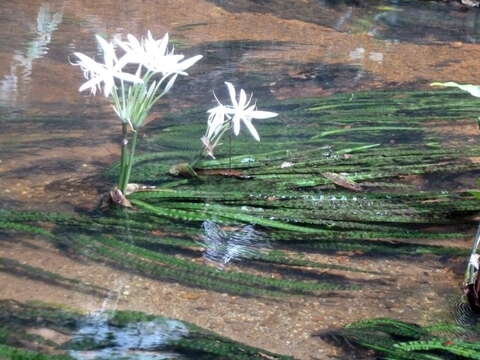 Image of Crinum natans Baker