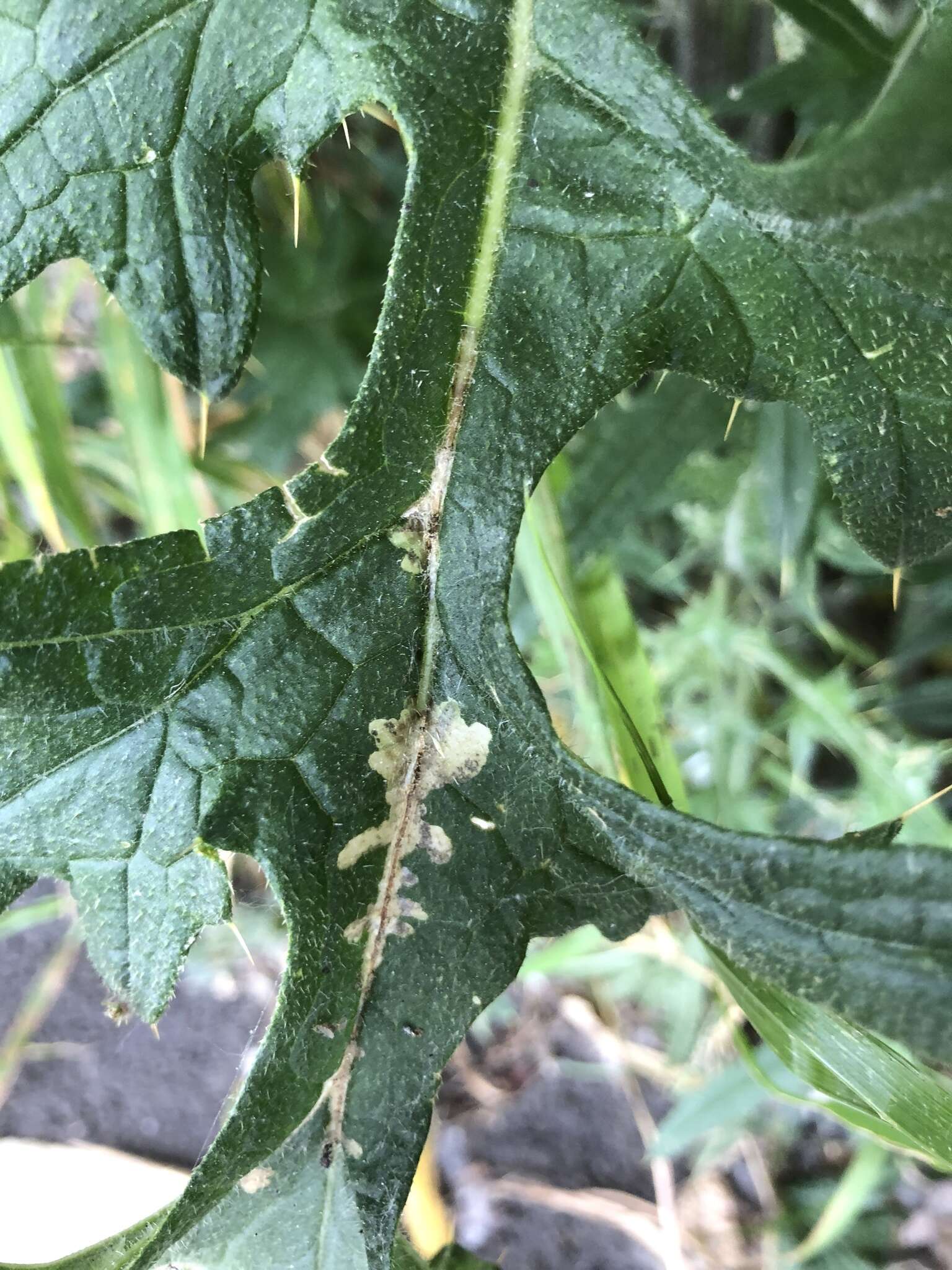 Image of Scrobipalpa acuminatella Sircom 1850