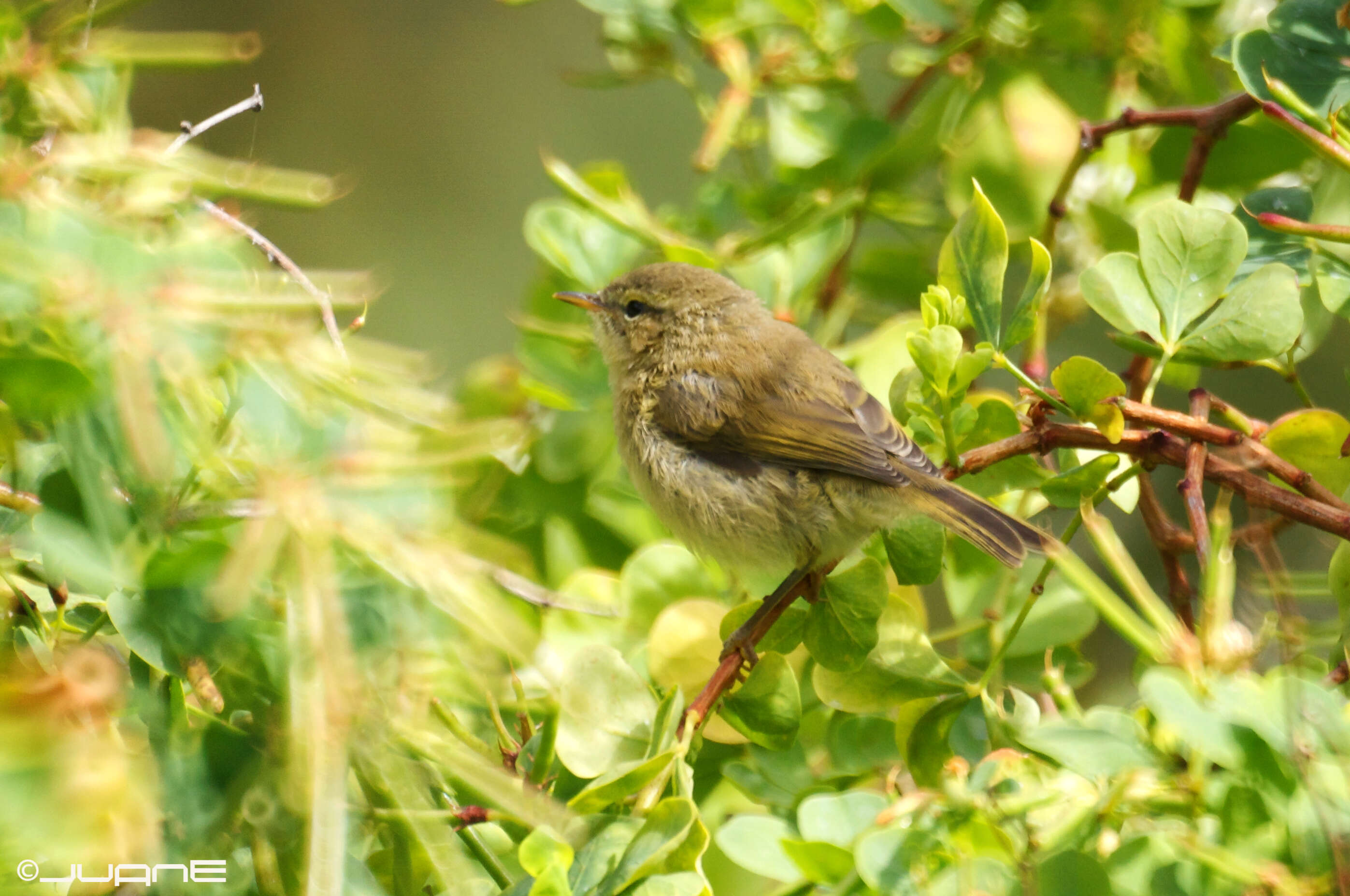 Слика од Phylloscopus canariensis (Hartwig 1886)