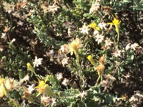 Image of California goldenbush