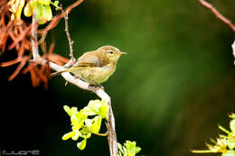 Слика од Phylloscopus canariensis (Hartwig 1886)