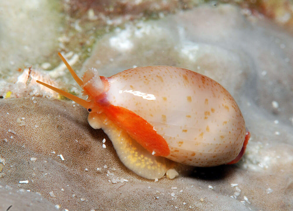 Image of Purpuradusta microdon (J. E. Gray 1828)