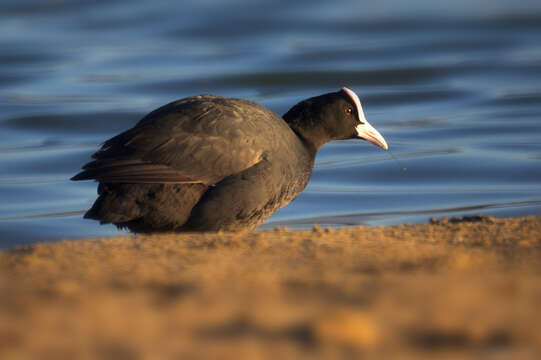 Image of Common Coot