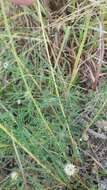 Image of compact prairie clover