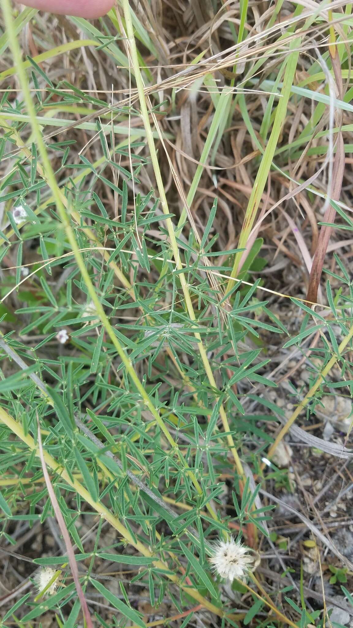 Image of compact prairie clover