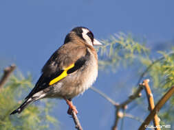 Image of European Goldfinch