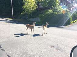 Odocoileus hemionus sitkensis Merriam 1898的圖片