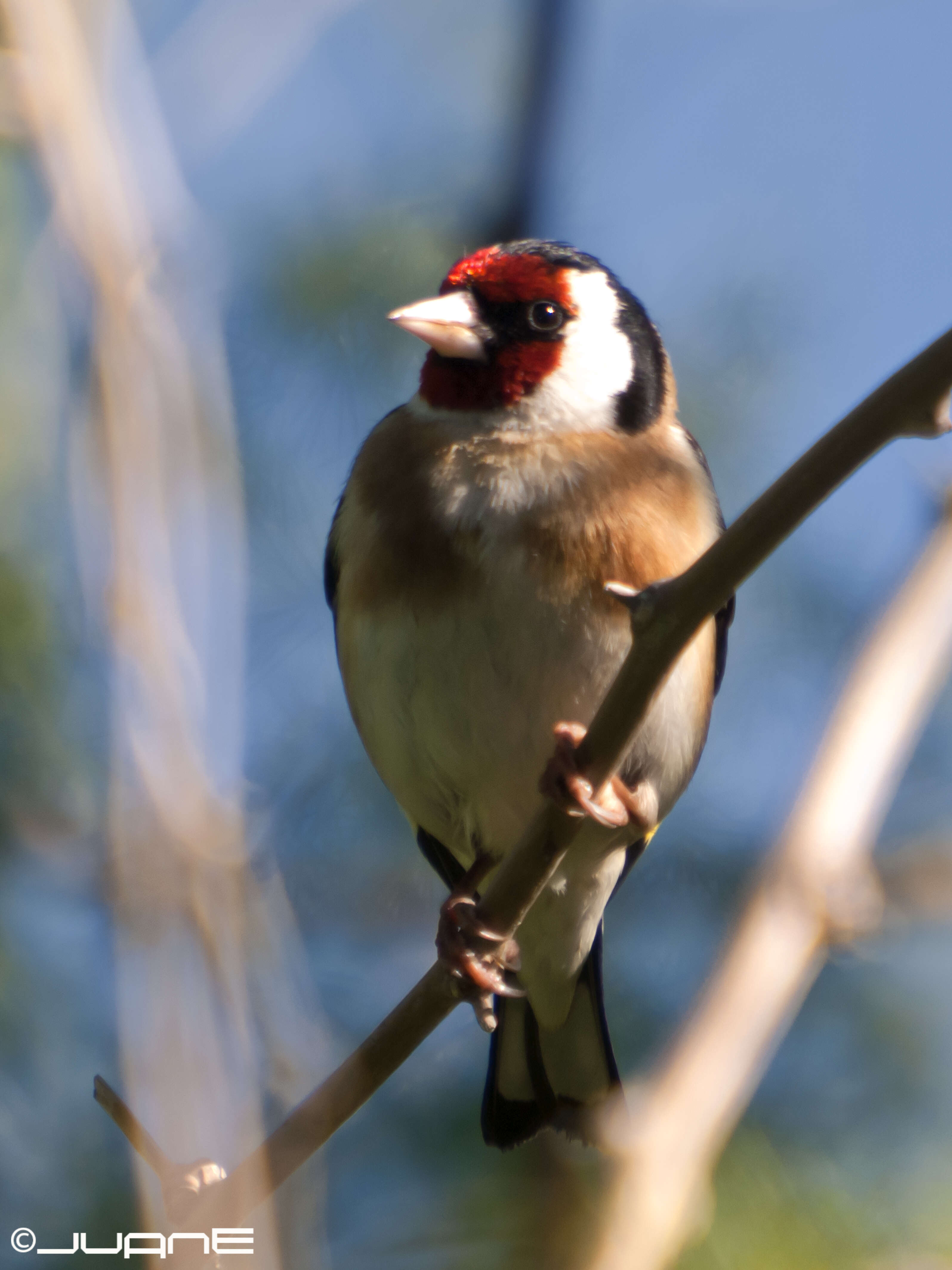 Image of European Goldfinch