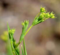 Bupleurum brachiatum C. Koch ex Boiss. resmi