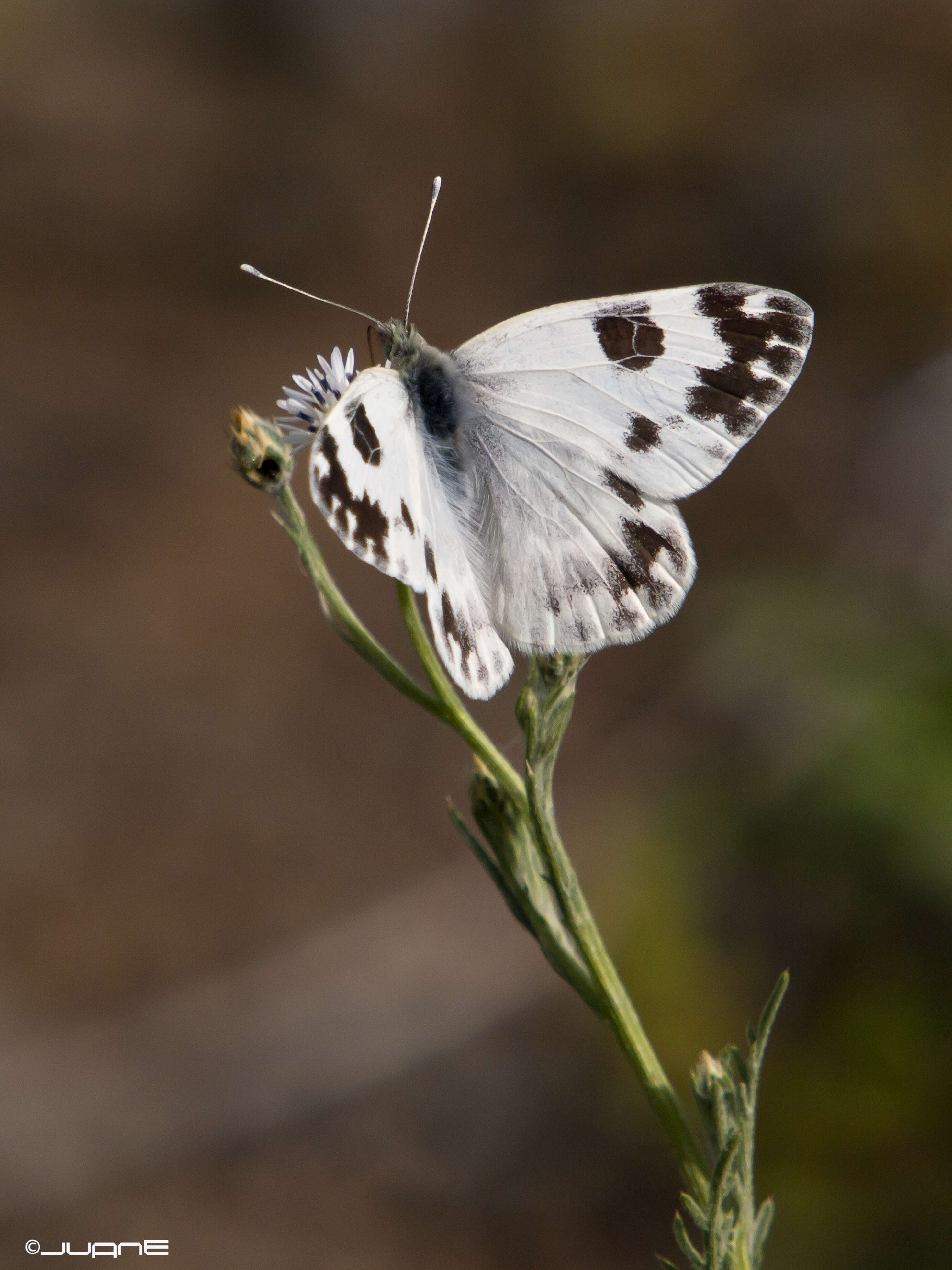 Image of Bath White