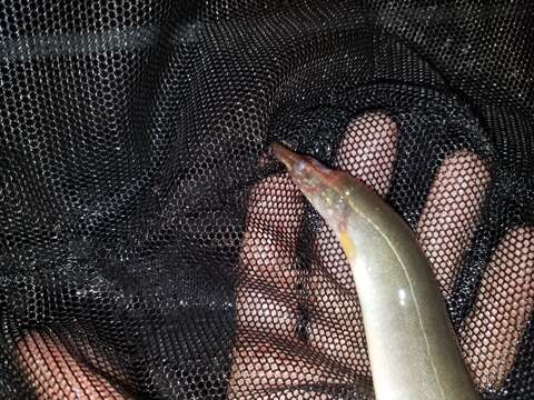 Image of Spotfin Spiny Eel