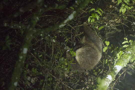 Image of two-toed sloths