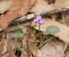 Image de Viola betonicifolia Smith