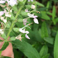 Image of Canada germander