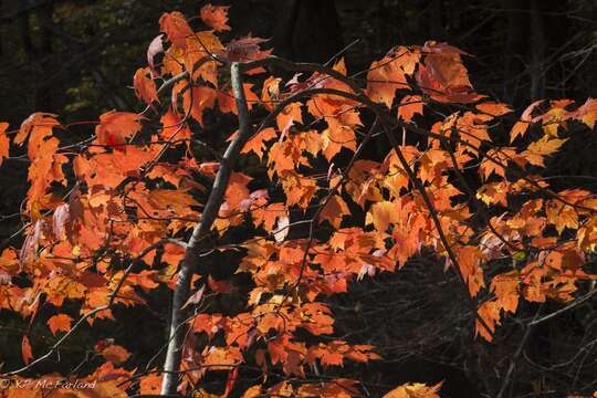 Image of Red Maple