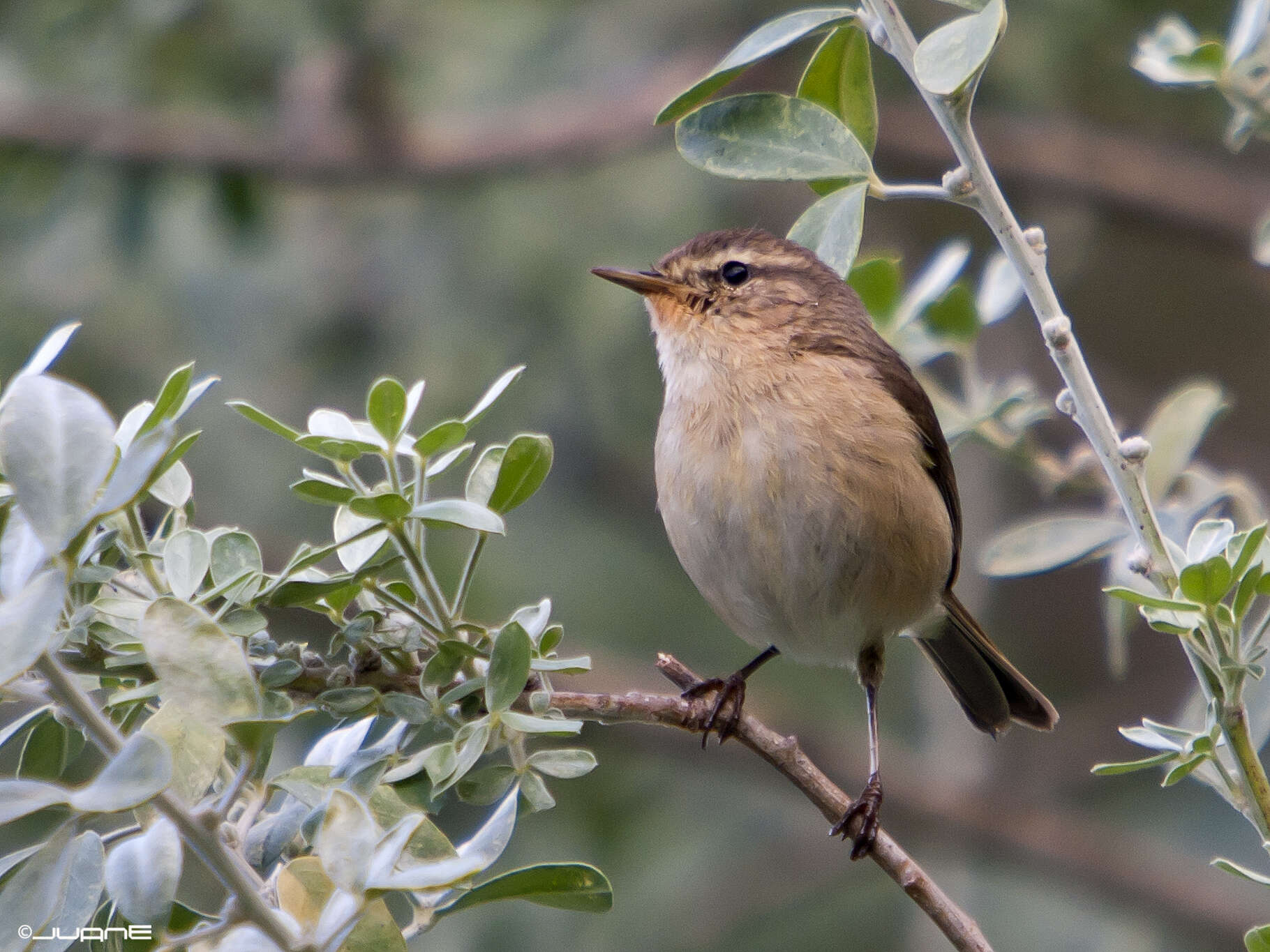 Слика од Phylloscopus canariensis (Hartwig 1886)