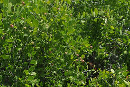 Image of Galápagos leatherleaf