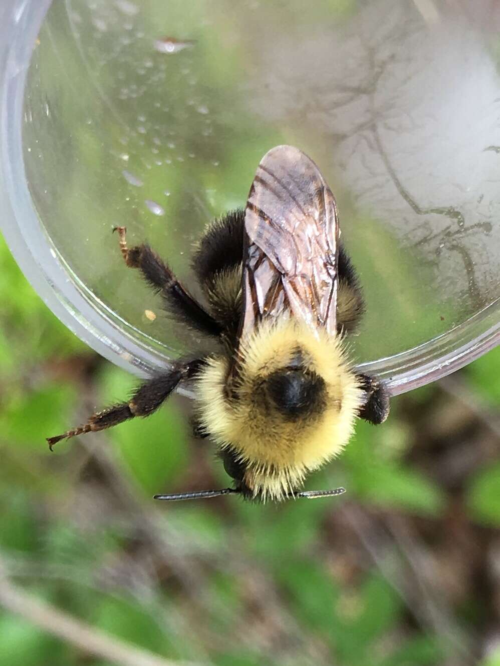 Imagem de Bombus flavidus Eversmann 1852