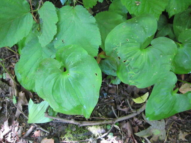 Imagem de Maianthemum dilatatum (Alph. Wood) A. Nelson & J. F. Macbr.