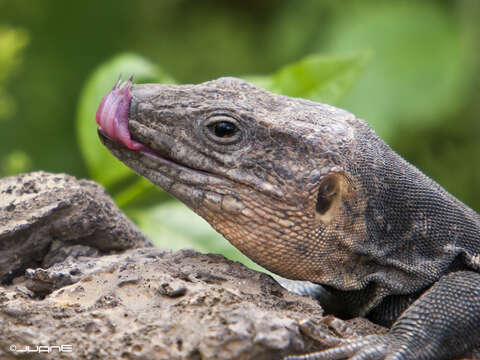 Image of Gran Canaria Giant Lizard