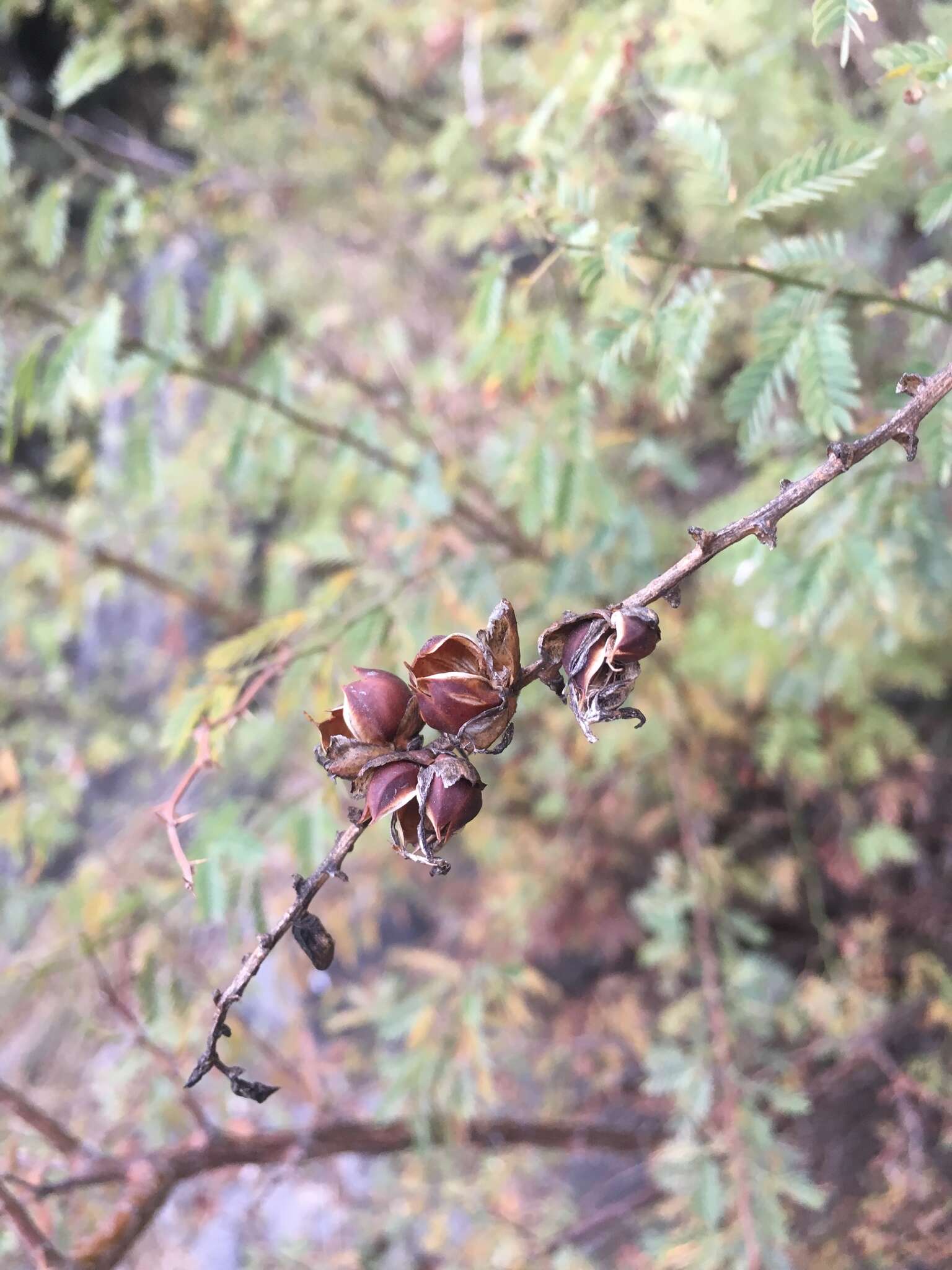 Image of Mimosa farinosa Griseb.