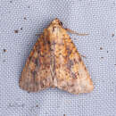 Image of Red Groundling Moth