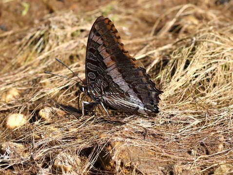 Imagem de Charaxes pelias