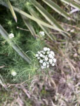 Image of Gyptis pinnatifida Cass.