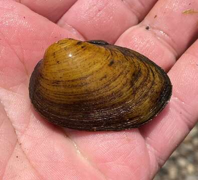 Image of Southern Clubshell